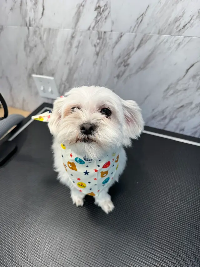 Yabadabadoo Dog Grooming — photo from the business 12