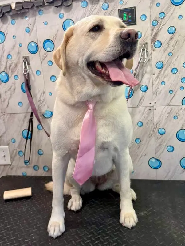 Yabadabadoo Dog Grooming — customer photo 7