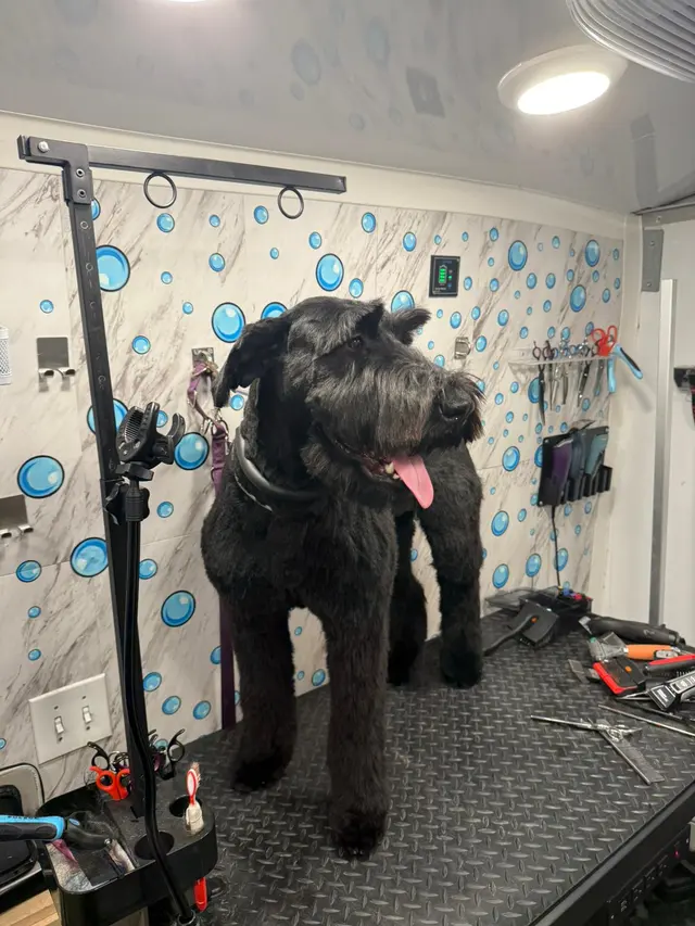 Yabadabadoo Dog Grooming — photo from the business 4