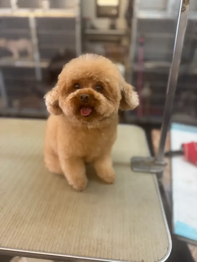 Clip N Clean Pet Grooming & Supplies — customer photo 9