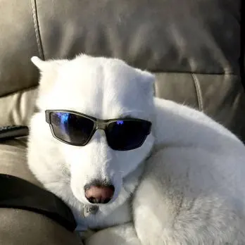 Clip N Clean Pet Grooming & Supplies — customer photo 6