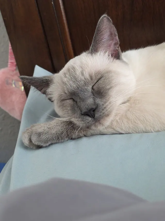 Customer photo of work by Clip N Clean Pet Grooming & Supplies, from Regina Petinaud's review