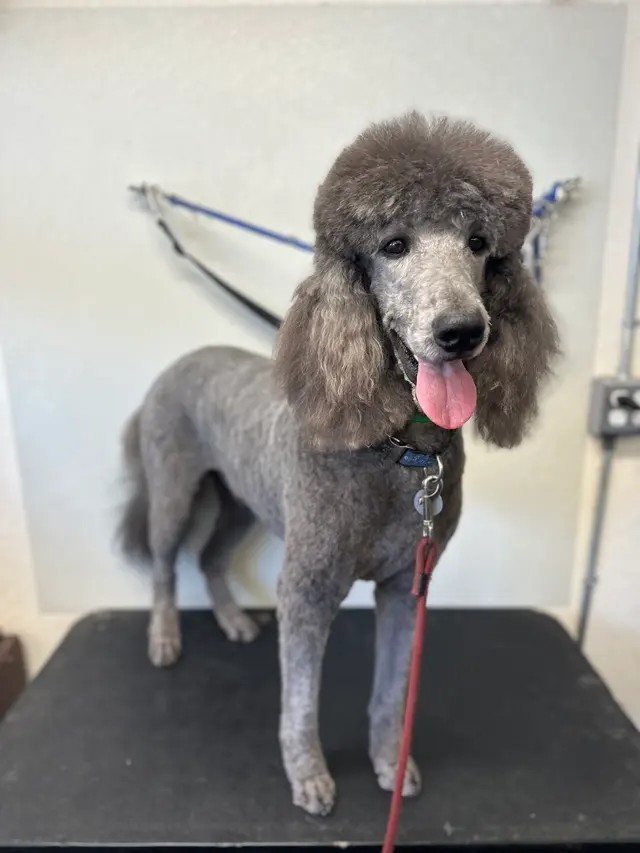 Clip N Clean Pet Grooming & Supplies — customer photo 7