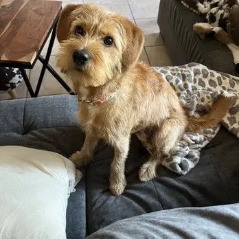 Clip N Clean Pet Grooming & Supplies — customer photo 8