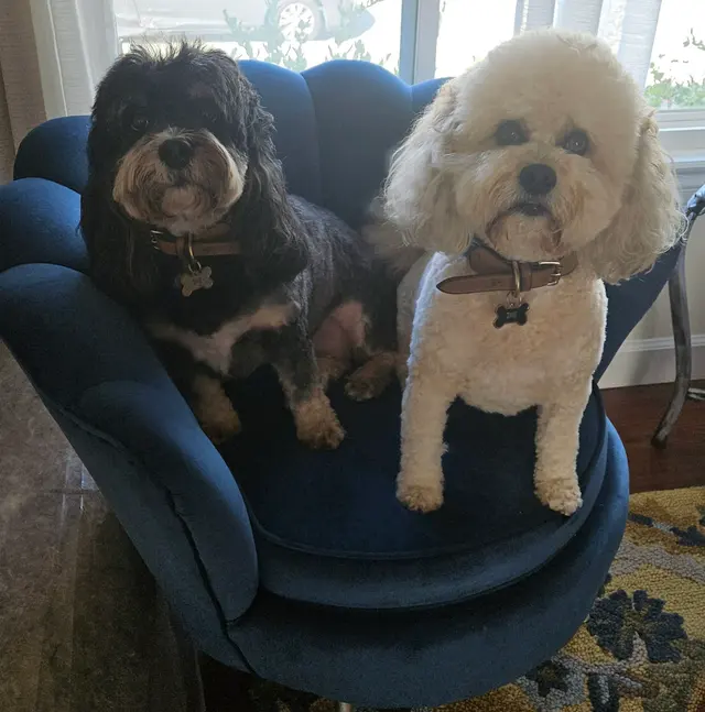 Customer photo of work by Clip N Clean Pet Grooming & Supplies, from Julie Joy's review