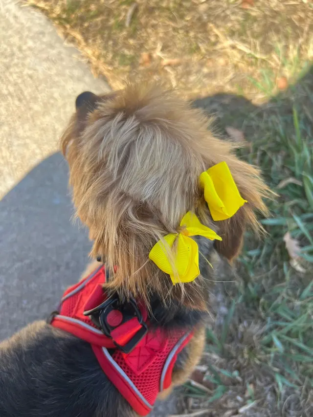 Customer photo from Dorothy's review