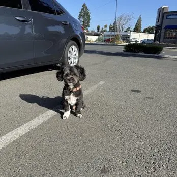 Clip N Clean Pet Grooming & Supplies — customer photo 4