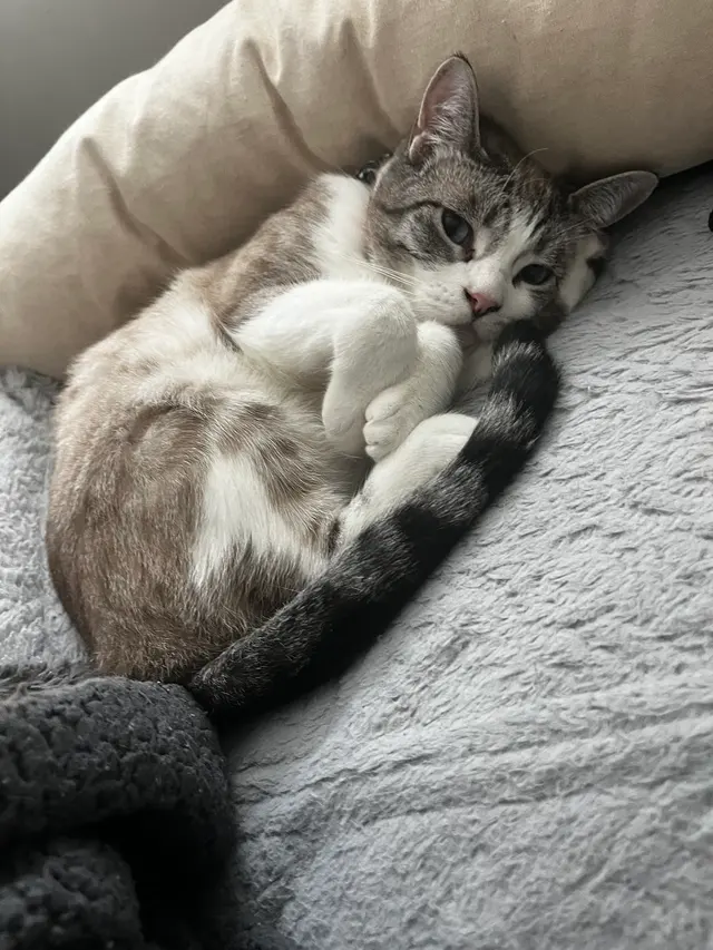 Clip N Clean Pet Grooming & Supplies — customer photo 10