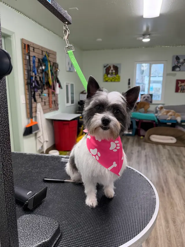 All Breed Grooming and Pet Day Care — customer photo 2