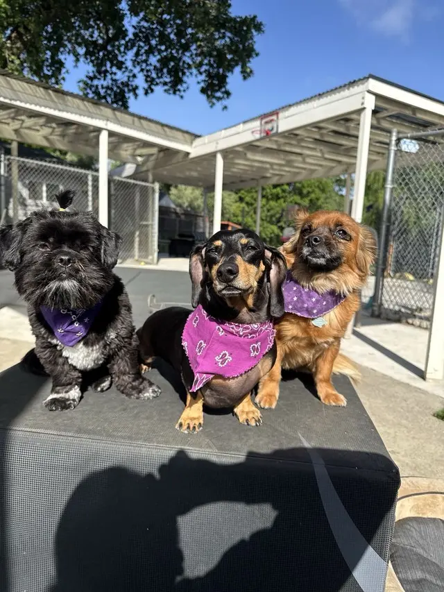 All Breed Grooming and Pet Day Care — photo from the business 1