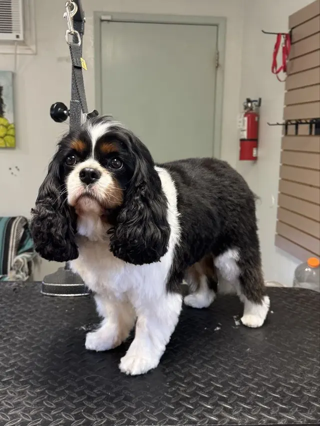 All Breed Grooming and Pet Day Care — photo from the business 10