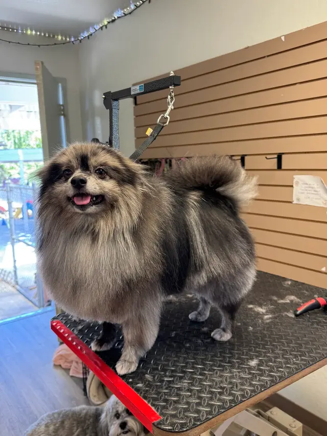 All Breed Grooming and Pet Day Care — customer photo 7