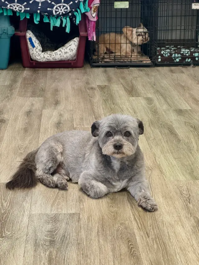 All Breed Grooming and Pet Day Care — customer photo 8
