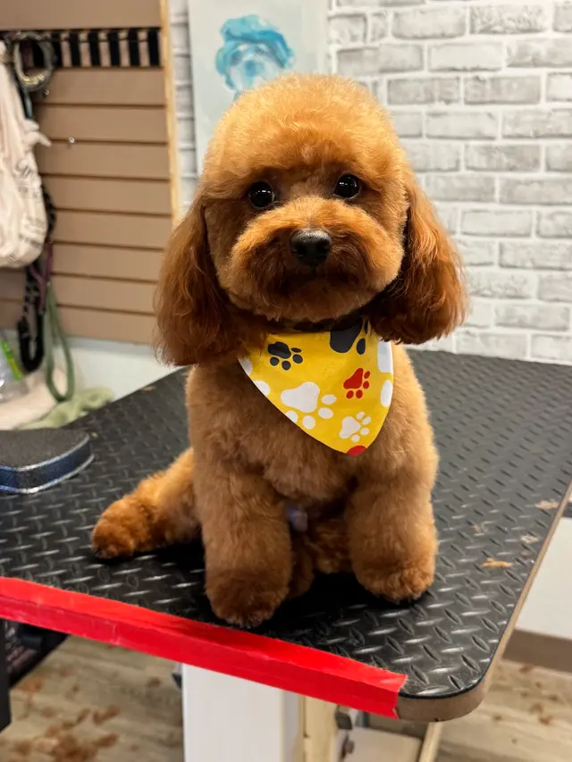 All Breed Grooming and Pet Day Care — customer photo 4
