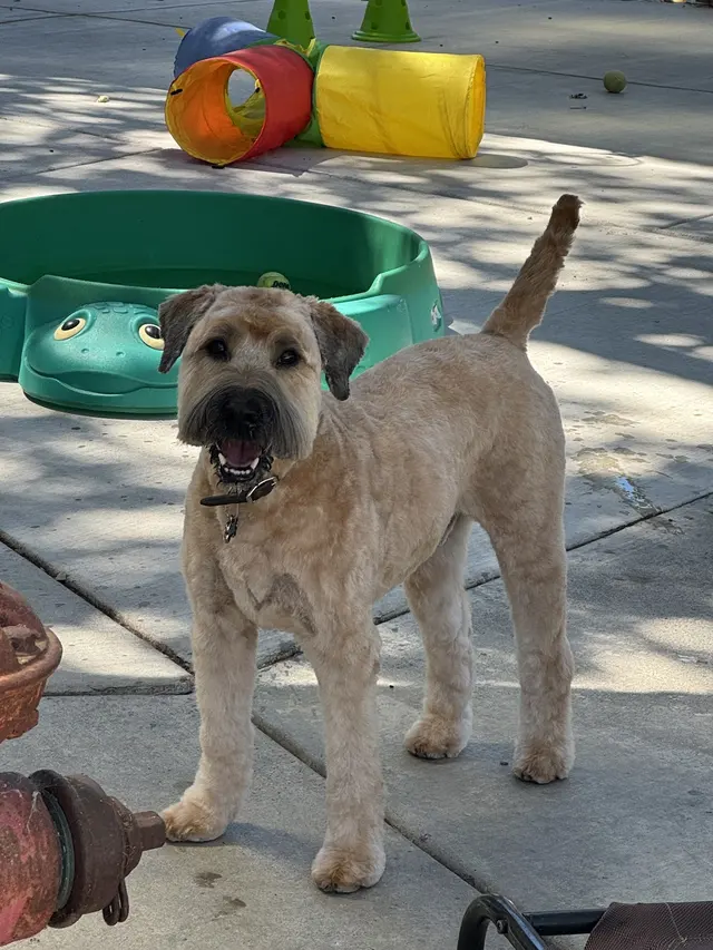All Breed Grooming and Pet Day Care — customer photo 9