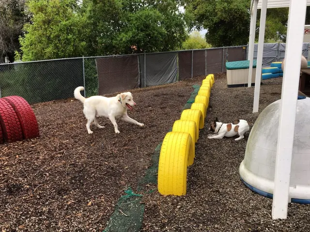 All Breed Grooming and Pet Day Care — photo from the business 3