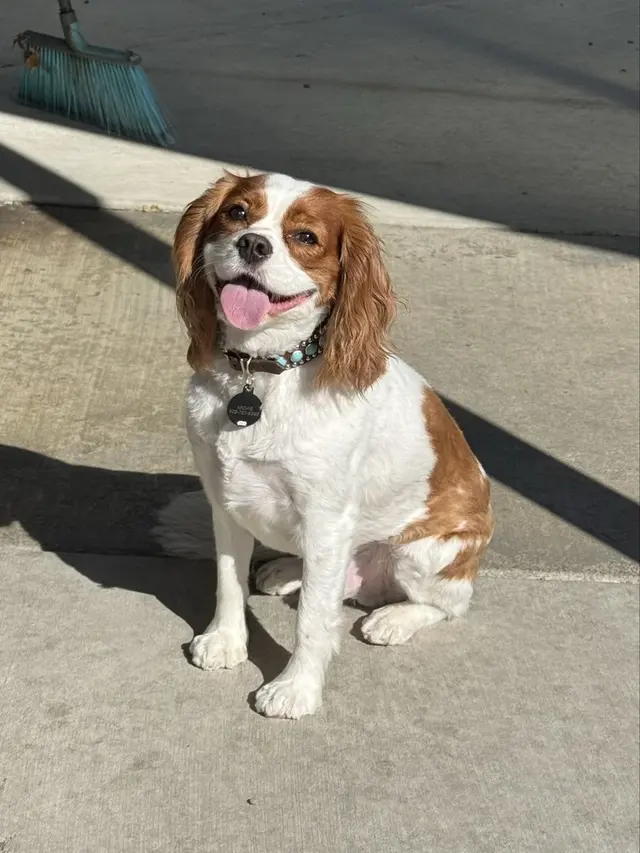 All Breed Grooming and Pet Day Care — photo from the business 11