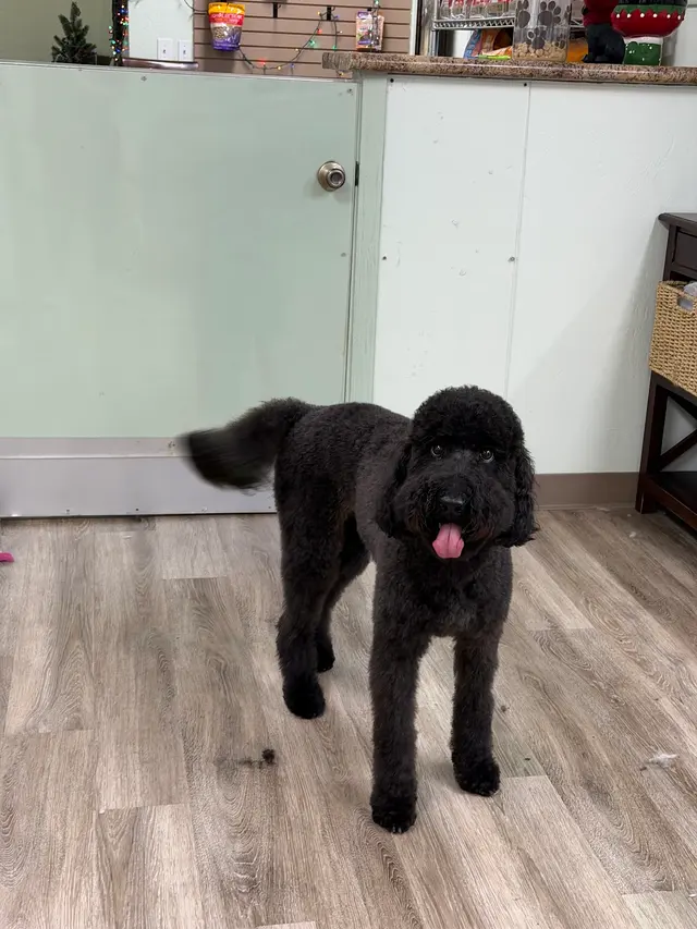 All Breed Grooming and Pet Day Care — customer photo 12