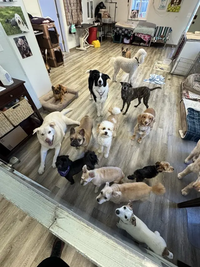 All Breed Grooming and Pet Day Care — photo from the business 5