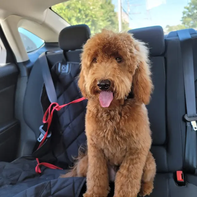 Desiree's Pink Poodle Grooming — customer photo 6