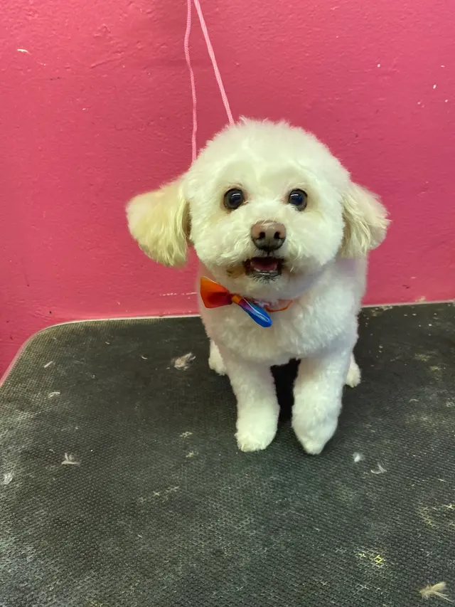 Desiree's Pink Poodle Grooming — photo from the business 8