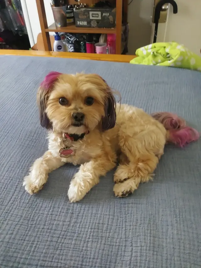 Desiree's Pink Poodle Grooming — customer photo 7