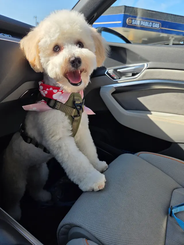 Desiree's Pink Poodle Grooming — customer photo 2