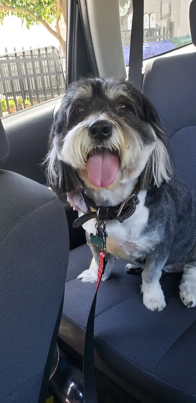 Desiree's Pink Poodle Grooming — customer photo 3