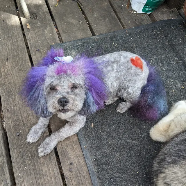 Desiree's Pink Poodle Grooming — customer photo 9