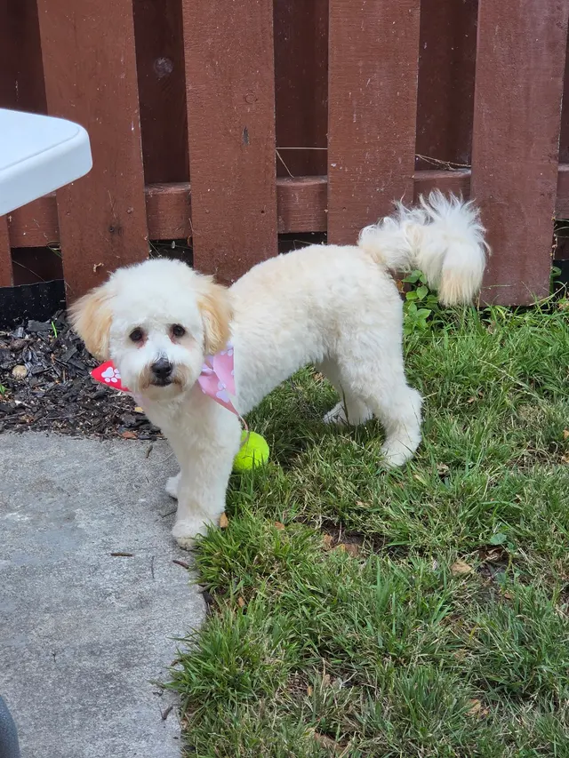 Desiree's Pink Poodle Grooming — customer photo 1