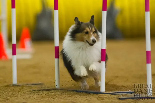 Triune Canine Training And Event Center — photo from the business 7