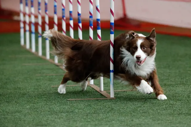 Triune Canine Training And Event Center — photo from the business 2
