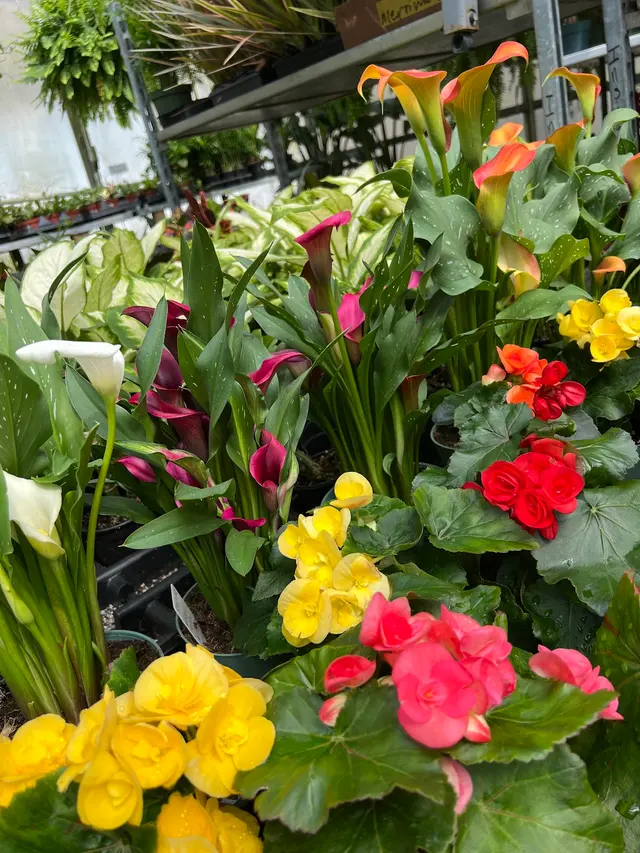 Merrimack Flower Shop & Greenhouse — photo from the business 2