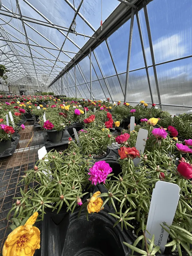 Springlook Farm Garden Center, Nursery, Florist — photo from the business 12