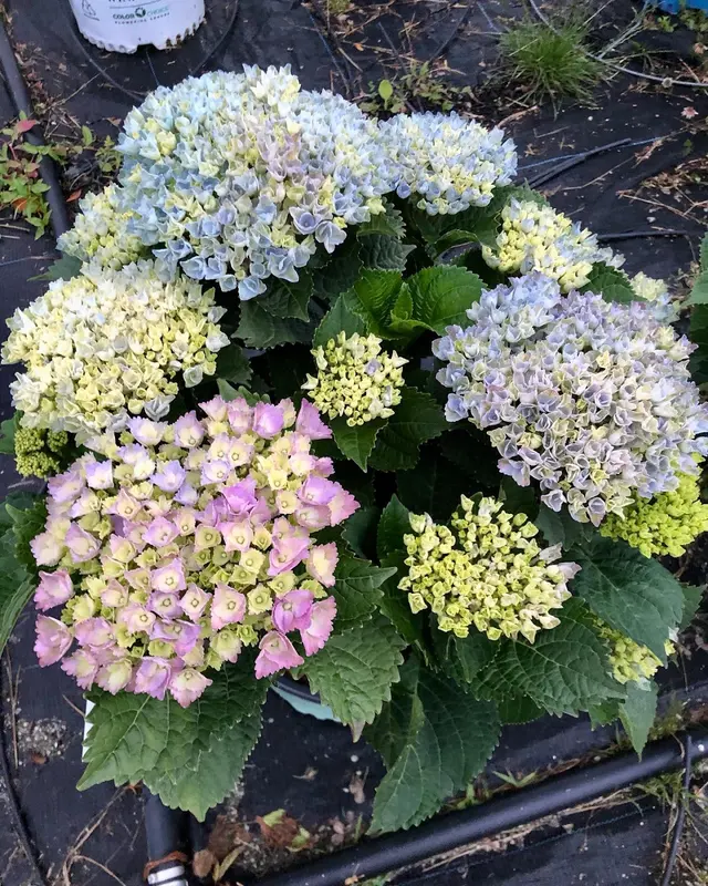 Springlook Farm Garden Center, Nursery, Florist — photo from the business 5