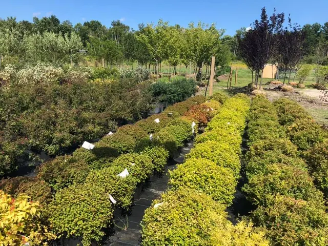 Springlook Farm Garden Center, Nursery, Florist — photo from the business 11