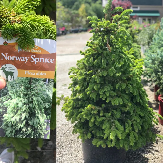 Springlook Farm Garden Center, Nursery, Florist — photo from the business 6
