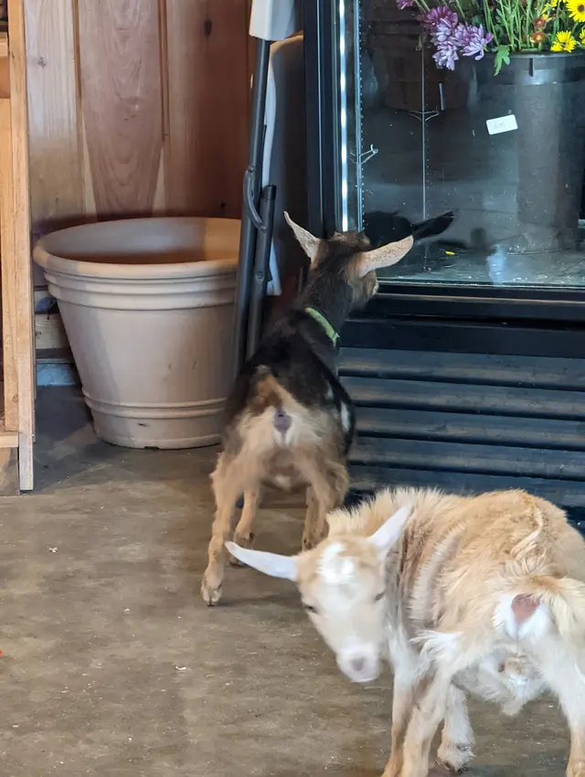 Springlook Farm Garden Center, Nursery, Florist — customer photo 9