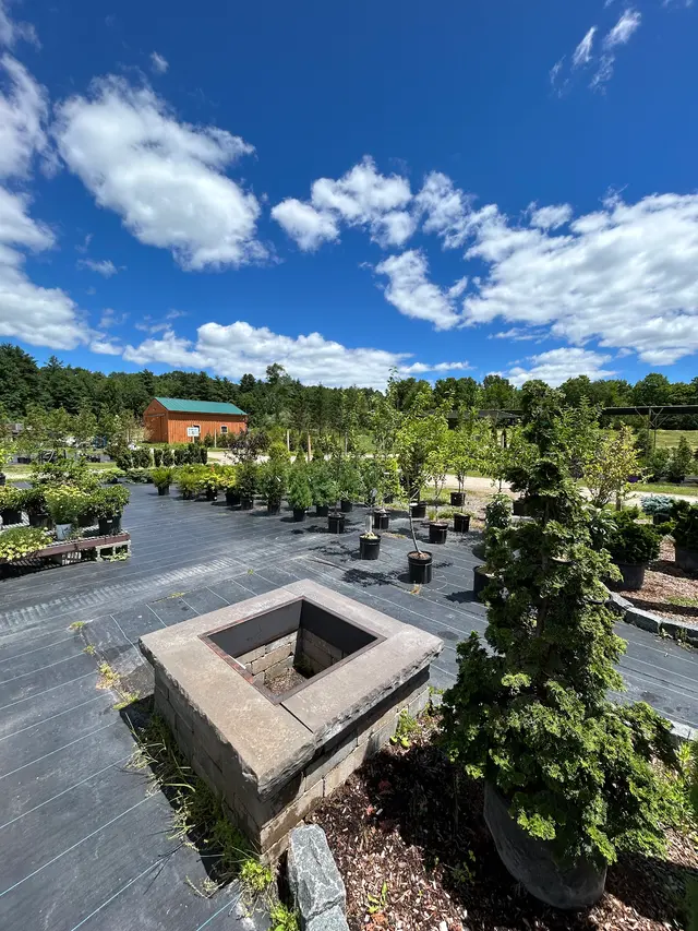 Springlook Farm Garden Center, Nursery, Florist — photo from the business 10