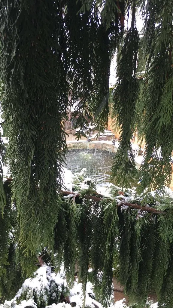 S&K Tree Services — photo from the business 10