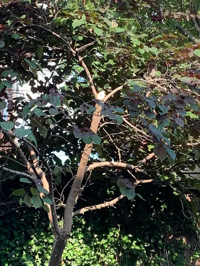 S&K Tree Services — customer photo 5
