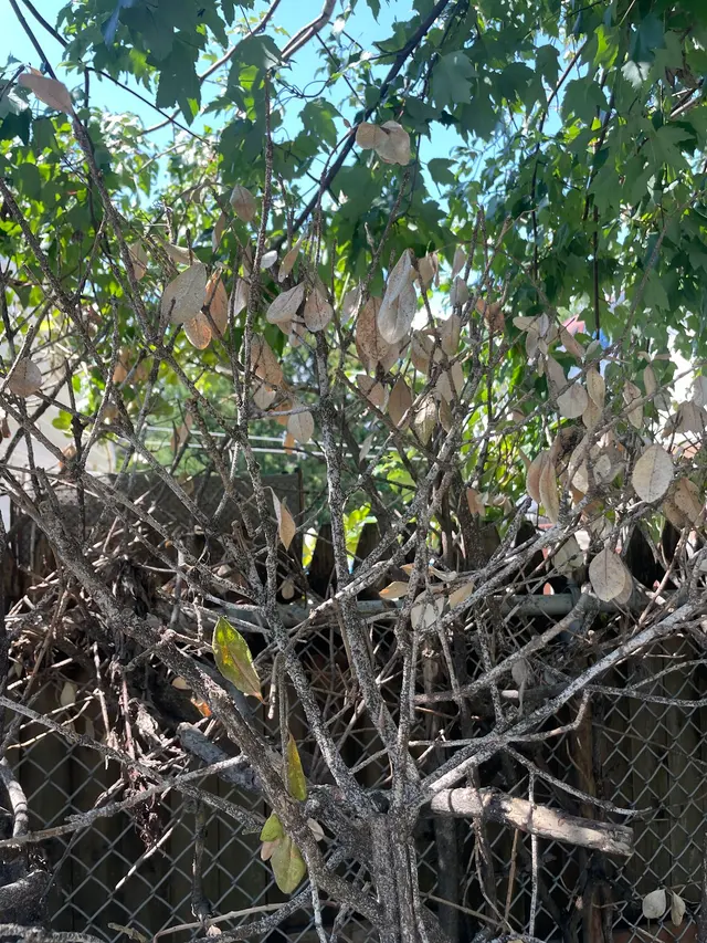 S&K Tree Services — customer photo 11