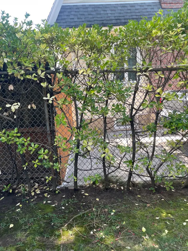 S&K Tree Services — customer photo 12
