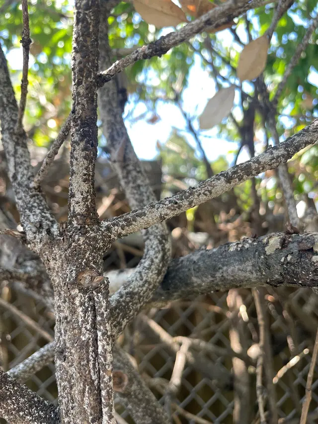 S&K Tree Services — customer photo 8