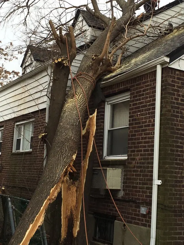 S&K Tree Services — photo from the business 2