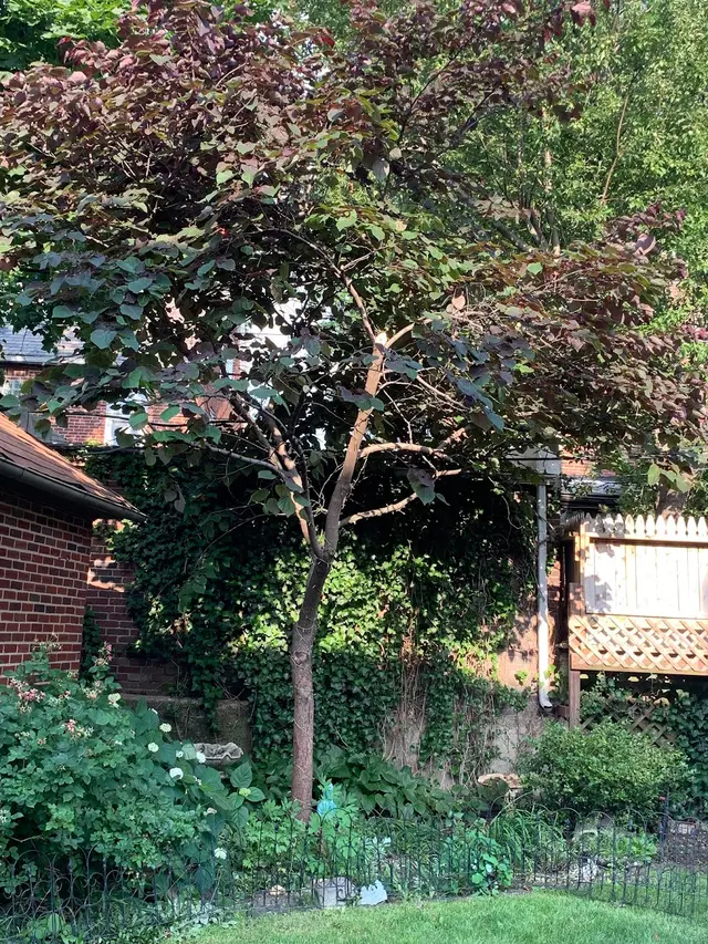 S&K Tree Services — customer photo 6
