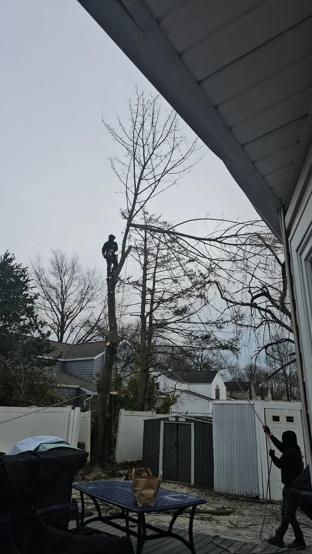 L. A. Tree Service Creative Corp — customer photo 3