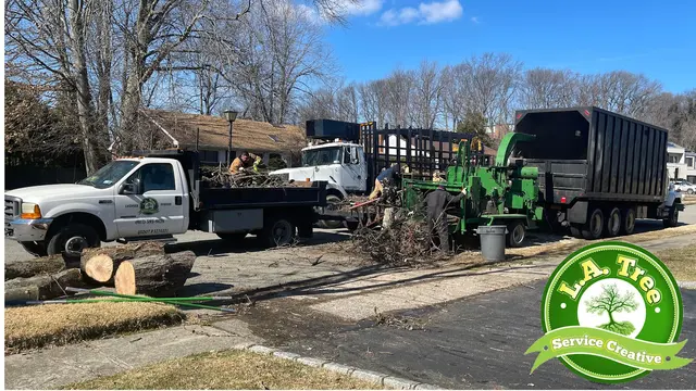 L. A. Tree Service Creative Corp — photo from the business 1