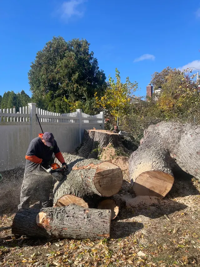 L. A. Tree Service Creative Corp — photo from the business 9