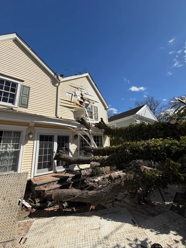L. A. Tree Service Creative Corp — customer photo 2